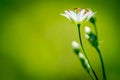 Meadow Saxifrage macro Royalty Free Stock Photo