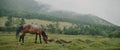 In the meadow in scenic background picturesque mist forest, under light rain, beautiful brown horse, graze on green Royalty Free Stock Photo