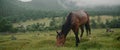 In the meadow in scenic background picturesque mist forest, under light rain, beautiful brown horse, graze on green Royalty Free Stock Photo