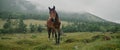 In the meadow in scenic background picturesque mist forest, under light rain, beautiful brown horse, graze on green Royalty Free Stock Photo