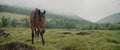 In the meadow in scenic background picturesque mist forest, under light rain, beautiful brown horse, graze on green Royalty Free Stock Photo