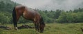 In the meadow in scenic background picturesque mist forest, under light rain, beautiful brown horse, graze on green Royalty Free Stock Photo