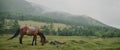 In the meadow in scenic background picturesque mist forest, under light rain, beautiful brown horse, graze on green Royalty Free Stock Photo