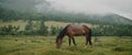 In the meadow in scenic background picturesque mist forest, under light rain, beautiful brown horse, graze on green Royalty Free Stock Photo