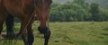 In the meadow in scenic background picturesque mist forest, under light rain, beautiful brown horse, graze on green Royalty Free Stock Photo