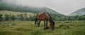 In the meadow in scenic background picturesque mist forest, under light rain, beautiful brown horse, graze on green Royalty Free Stock Photo