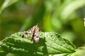 Meadow Scorpion Fly, Panorpa vulgaris