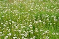 Meadow of seeding dandelions Royalty Free Stock Photo