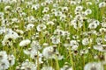 Meadow of seeding dandelions Royalty Free Stock Photo
