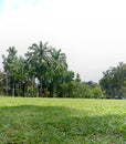A meadow with shady trees around it