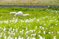 Meadow with sheep and cotton grass in beautiful Iceland Royalty Free Stock Photo