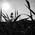 Meadow with sky and sun