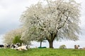 spotted black and white cows under blossoming fruit trees in dutch province of limburg in spring