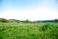 Meadow in spring