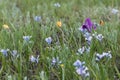 flowers iris Tulip