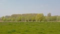 Meadow with spring trees in the Flemish countryside Royalty Free Stock Photo
