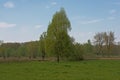 Meadow with spring trees in the Flemish countryside Royalty Free Stock Photo