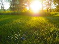 Illuminated meadow with daisies and trees in the background at sunrise