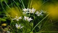 Meadow spring white goose onion flowers