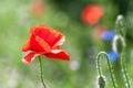 meadow in spring, wild poppy flower Royalty Free Stock Photo