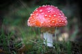 on a meadow stands a bright red toadstool Royalty Free Stock Photo