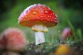 on a meadow stands a bright red toadstool Royalty Free Stock Photo