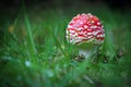 on a meadow stands a bright red toadstool Royalty Free Stock Photo