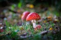 on a meadow stands a bright red toadstool Royalty Free Stock Photo