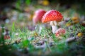 on a meadow stands a bright red toadstool Royalty Free Stock Photo