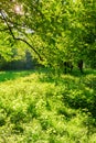 Meadow with stinging nettle plants