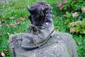 Old and unusable hiking boot as a planter on a stone 1 Royalty Free Stock Photo