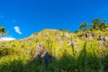 Meadow on sub alpine mountain