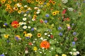 Meadow with summer flowers