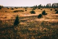 Meadow with summer flowers and grass glowing golden at sunset with small spruces in the meadow. summer landscape