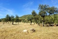 Meadow at summer, Sierra de Andujar Natural Park in Jaen province, Spain