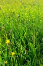 Meadow with wild growing plants and flowers.