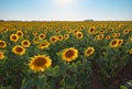 Meadow of sunflower