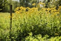 Meadow in sunny day with a wooden picket fences and yellow flowers Royalty Free Stock Photo