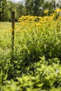 Meadow in sunny day with a wooden picket fences and yellow flowers Royalty Free Stock Photo