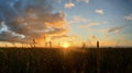 Meadow in sunset light