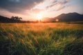 Meadow Sunset panorama View: Serene Nature Landscape Colorful Sky. Wide Countryside rye wheat field in the summer on cloudy sky Royalty Free Stock Photo