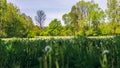 Meadow surrounded by trees in the springtime. High grass with countless dandelions in the sunlight. Fresh, young leaves on trees. Royalty Free Stock Photo