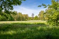 Meadow surrounded by trees in the springtime. High grass with countless dandelions in the sunlight. Fresh, young leaves on trees. Royalty Free Stock Photo