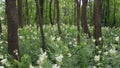 Meadow sweet white flowers among alders in swamps