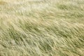 Meadow with tall grass in strong wind, image with motion blur Royalty Free Stock Photo