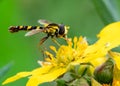 Long Hoverfly known as Sphaerophoria scripta