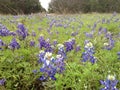 Meadow of Texas Bluebonnets in Spring - Wimberley, Texas Royalty Free Stock Photo