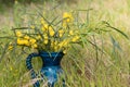 In a meadow there is a blue jug with a few twigs from the blooming silver acacia. The yellow flowers glow in the sun Royalty Free Stock Photo