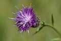 Meadow thistle Royalty Free Stock Photo