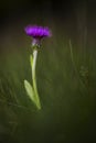 Meadow Thistle, Cirsium dissectum